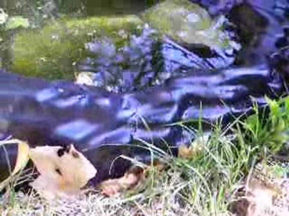 tortue
