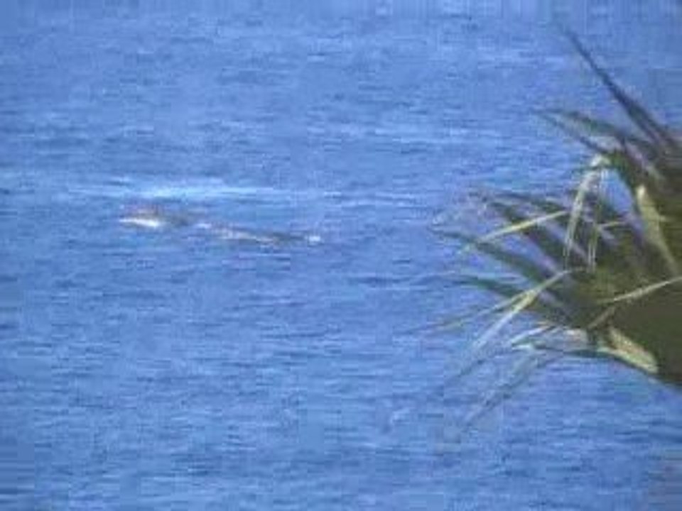 baleine dans la vaisselle !