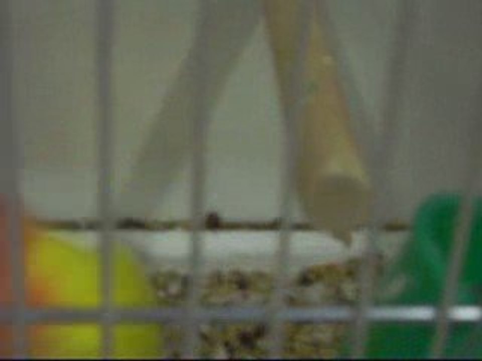 agapornis;roseicollis,can,taranta  BVA 2009 AALST BELGIQUE