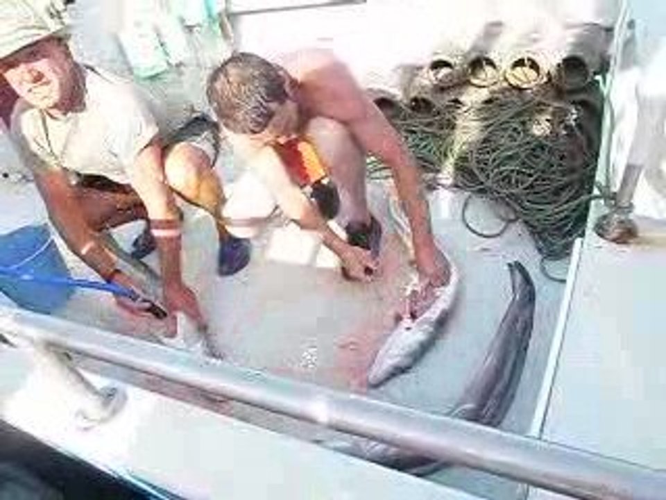 regis va a la peche au congre