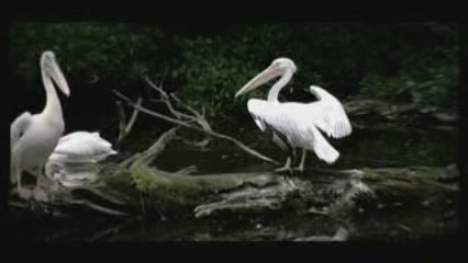 Planckendael, Mechelen (Belgium)