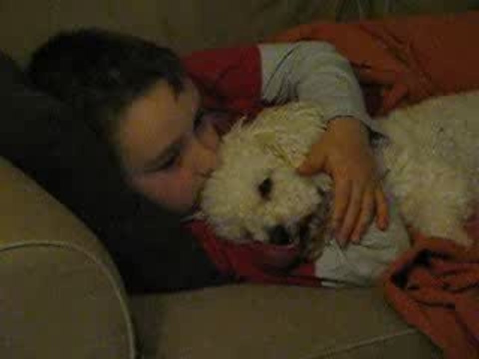 Forum Bichon