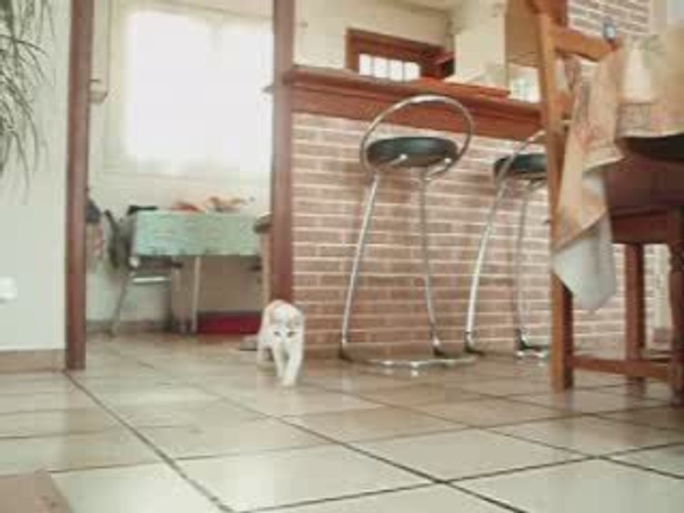 Chat qui joue a  1 2 3 soleil