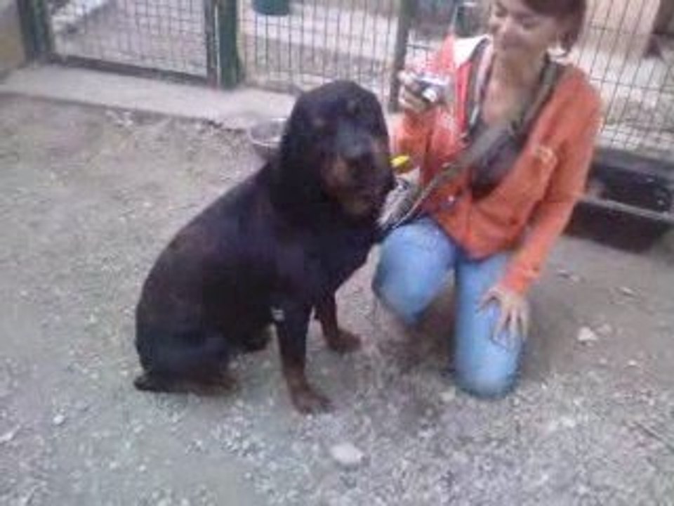 rott mâle à l'adoption