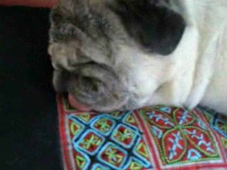 Pug Braitas sleeping