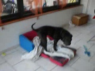 chien shar pei