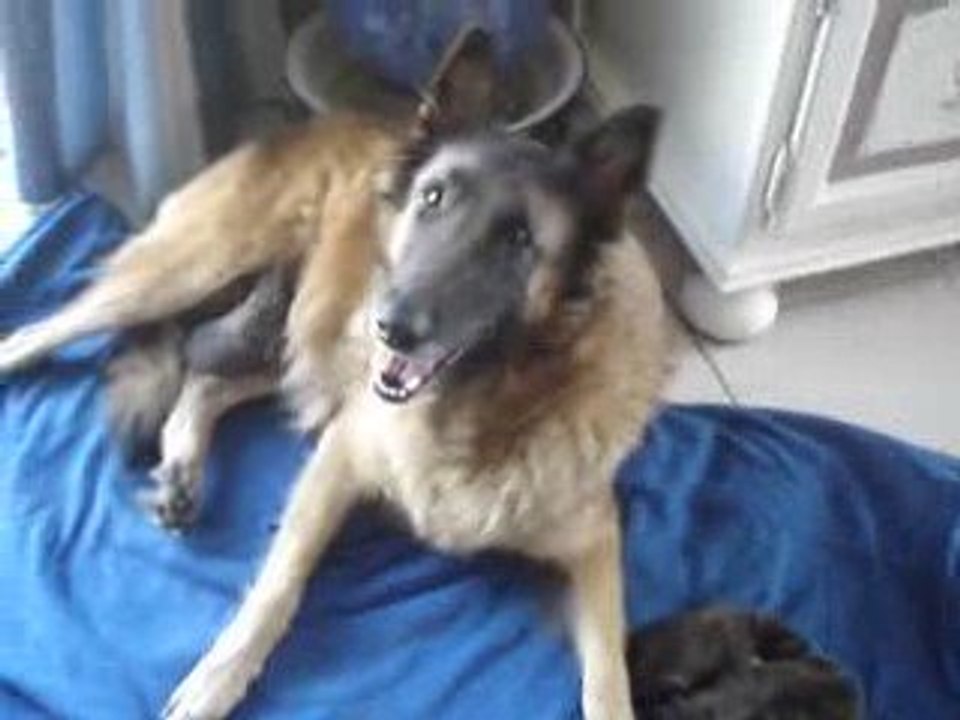 berger belge tervueren bébés  septembre 2009