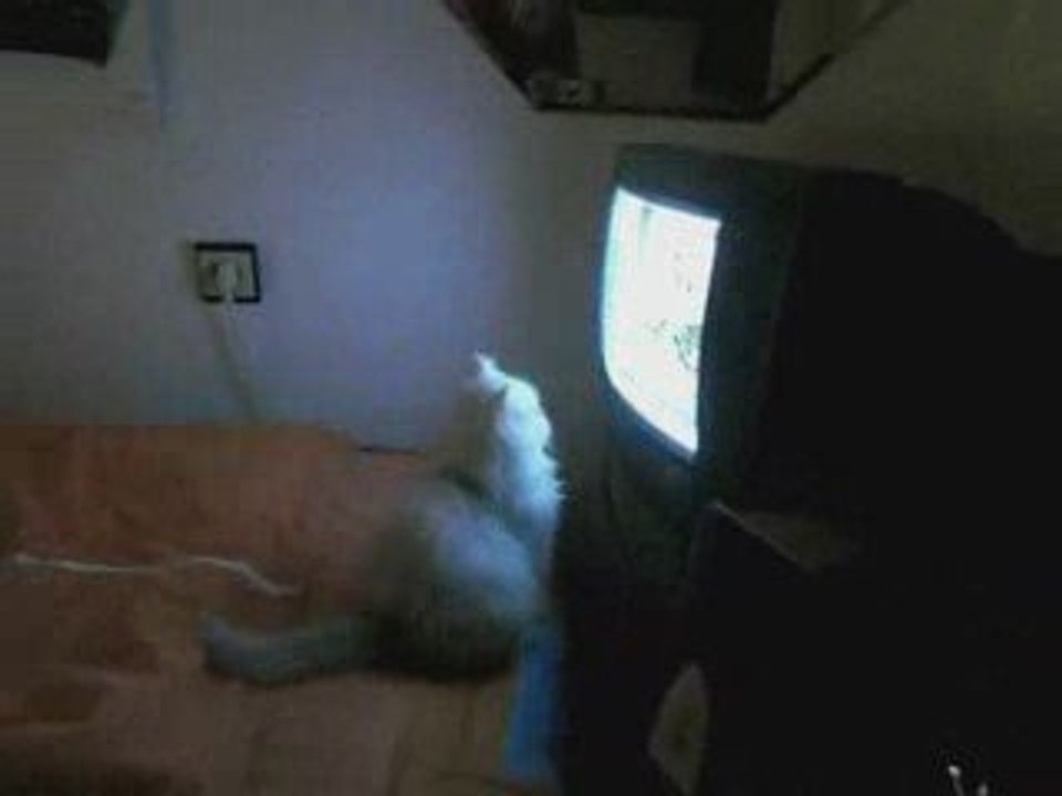 Funny Cat