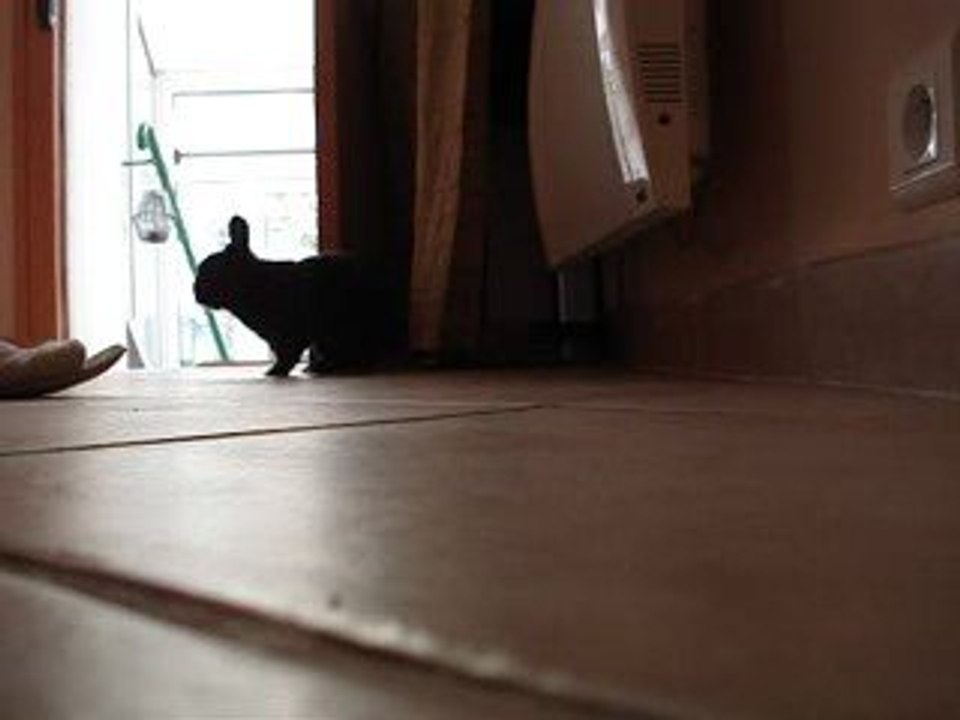 Lapin