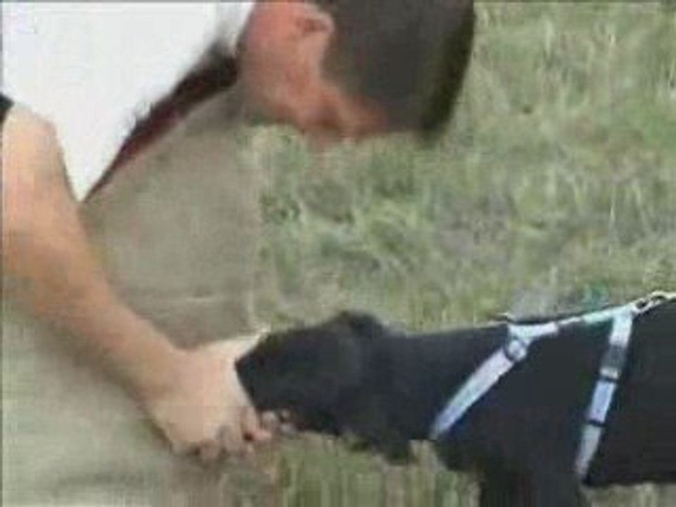 Débourrage ring pour une petite beauceronne