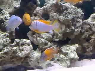 Mon 300l cichlide malawi