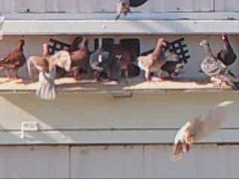 Pigeon Pal's Daily Racing Club 59 Lets Go Race Fans