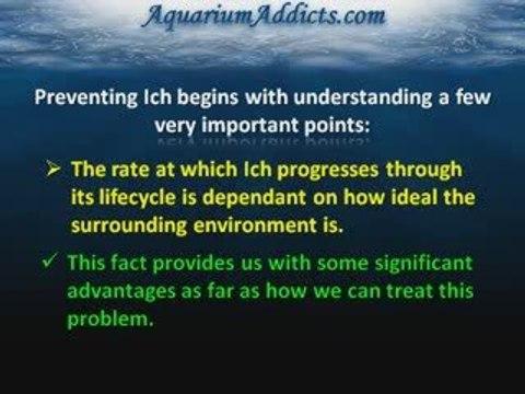 Understanding and Preventing Freshwater Ich