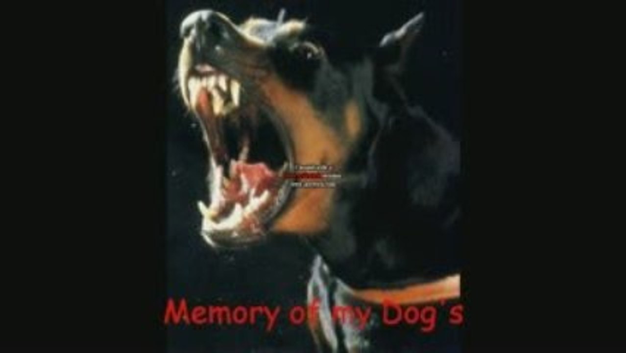 Memory my dog