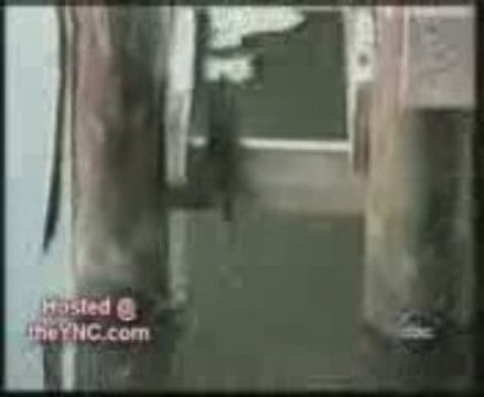 animaux-intelligents