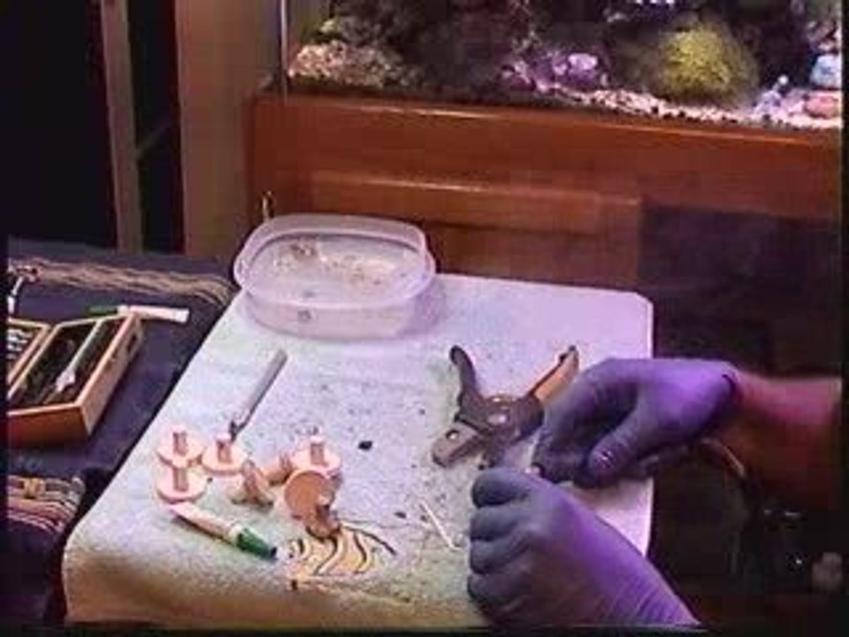 How to frag corals series: Zoanthids