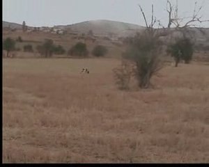 meks ( ing.pointer )lord roza yavrusu