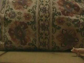 Freund Marek (Gute Quali)