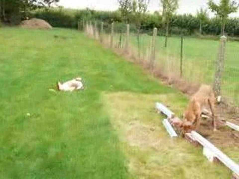 Ron et l'arrivée de Lisett