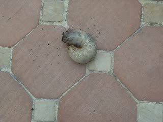 cetoine dorée larve