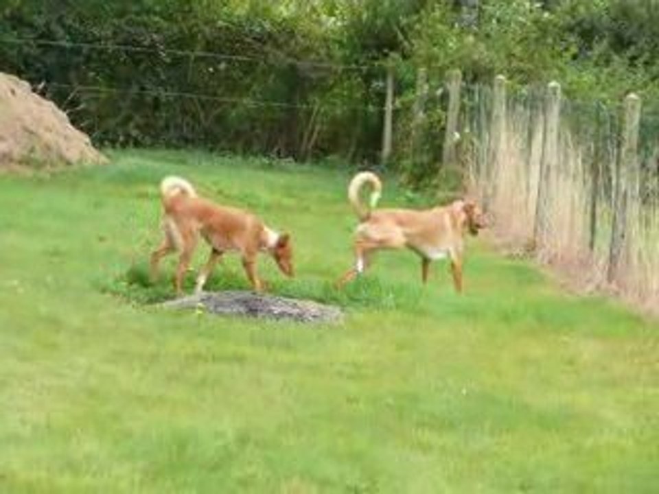 Lisett et Ron copier-coller