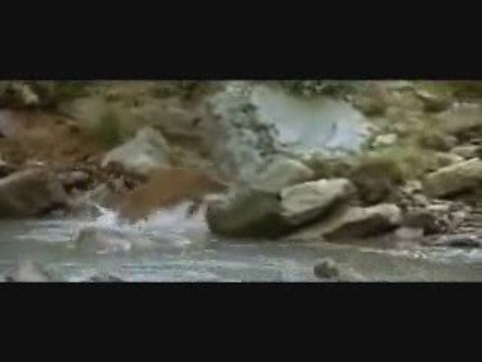 Baby bear chased by mountain lion