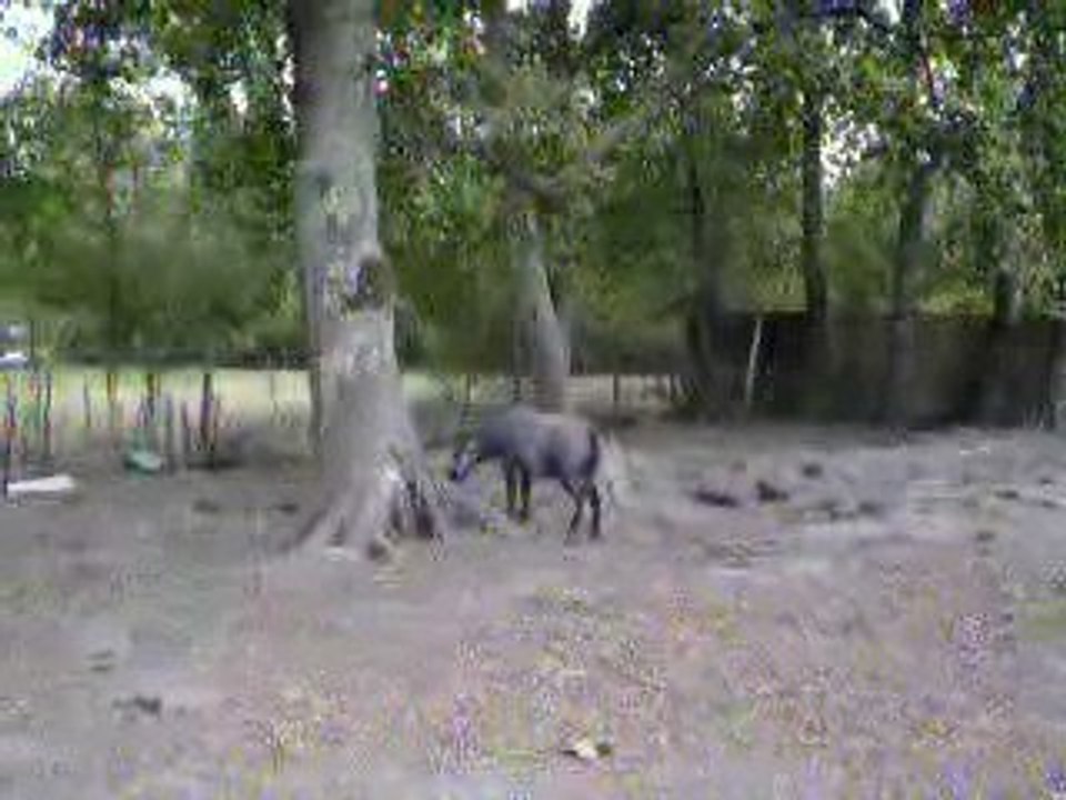 scoubidou  notre shetland d un an