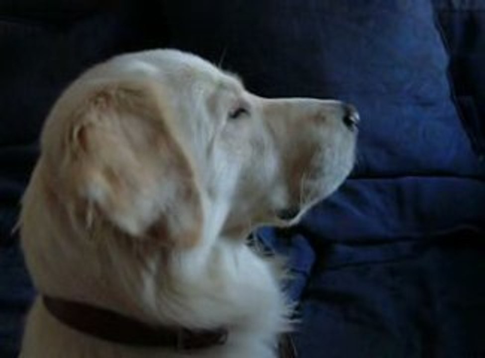 mon chien max