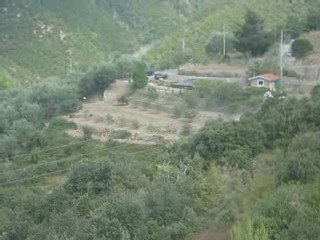 TAGGIA Oliveto dell'Albergo Lucciola verso Ceriana