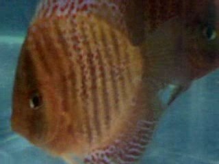 europtıon 2 dısı 1 erkek uretım tankı