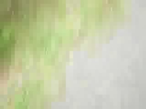 Les Chiens de Saint-Hubert De la Colline du Bosc