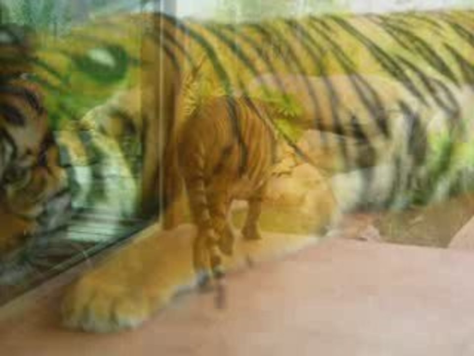 Zoobilee 2009