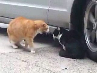 Brice Hortefeux, t'es moche en chat