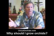 Uncut Orchids - Why Should I Grow Orchids?