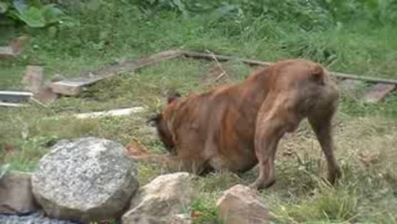 Roméo