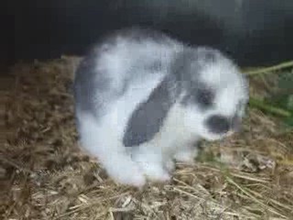 Lapereaux bélier nain femelle blanche tachetée bleue