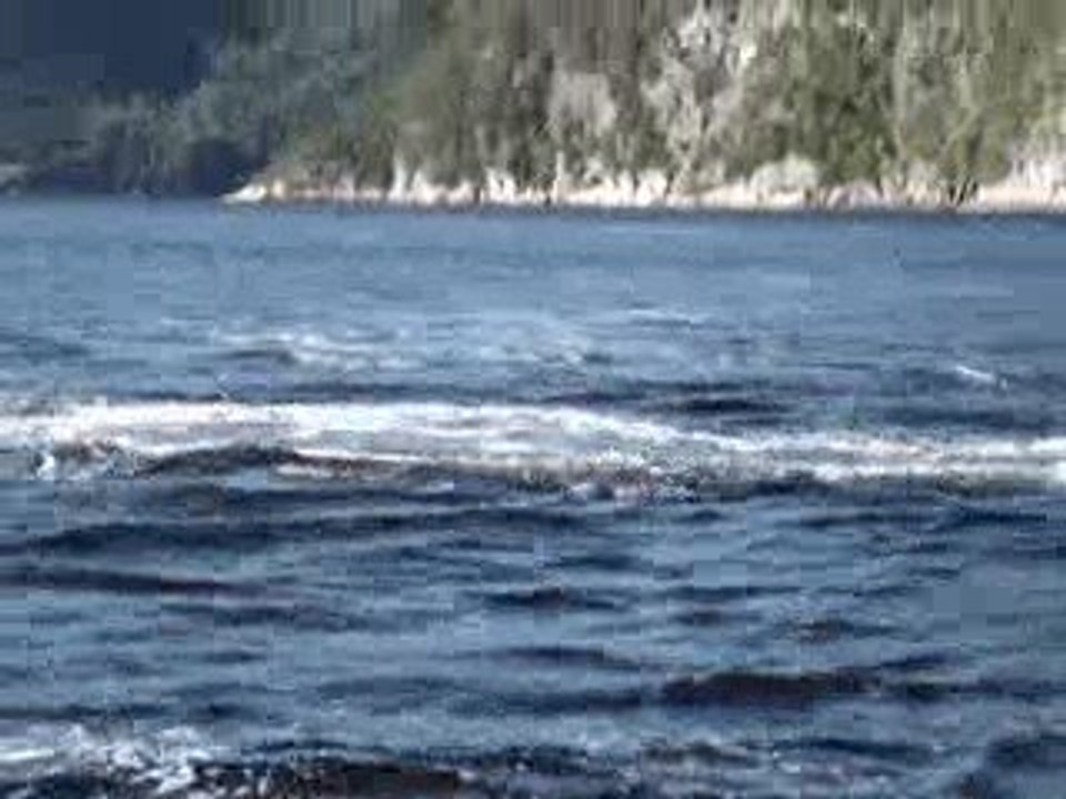 Les Baleines de Tadoussac
