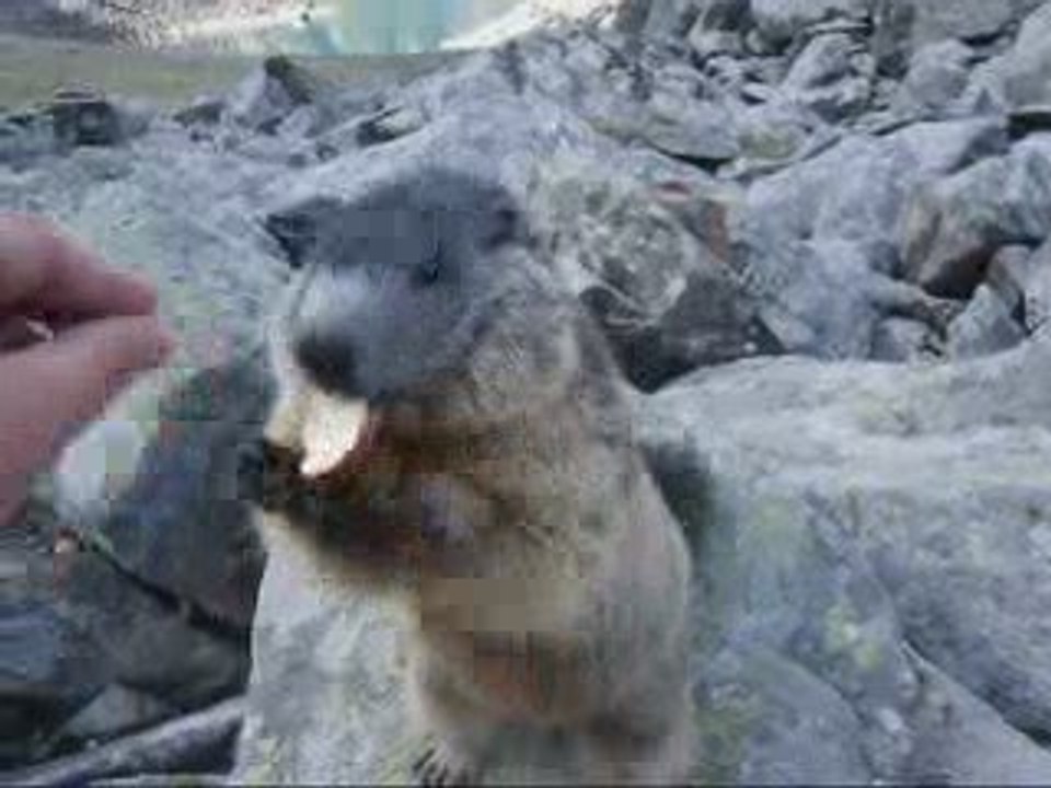 marmottes 2