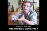 Uncut Orchids - Are Orchids Parasites?