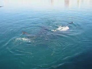 Petit calin de baleines