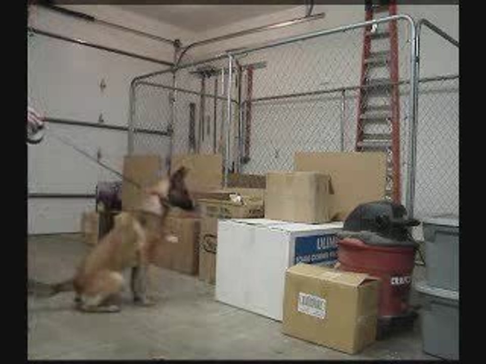 Detection Dog Training quotPassive Alertquot   Part 1
