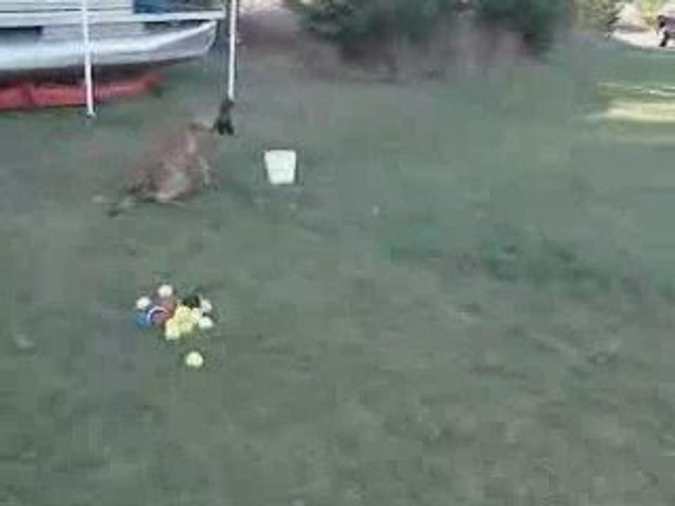 Detection Dog Training quotPassive Alertquot  Part 2