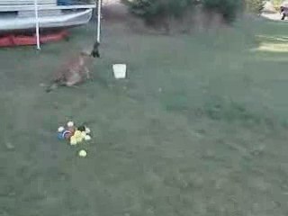 Detection Dog Training quotPassive Alertquot  Part 2