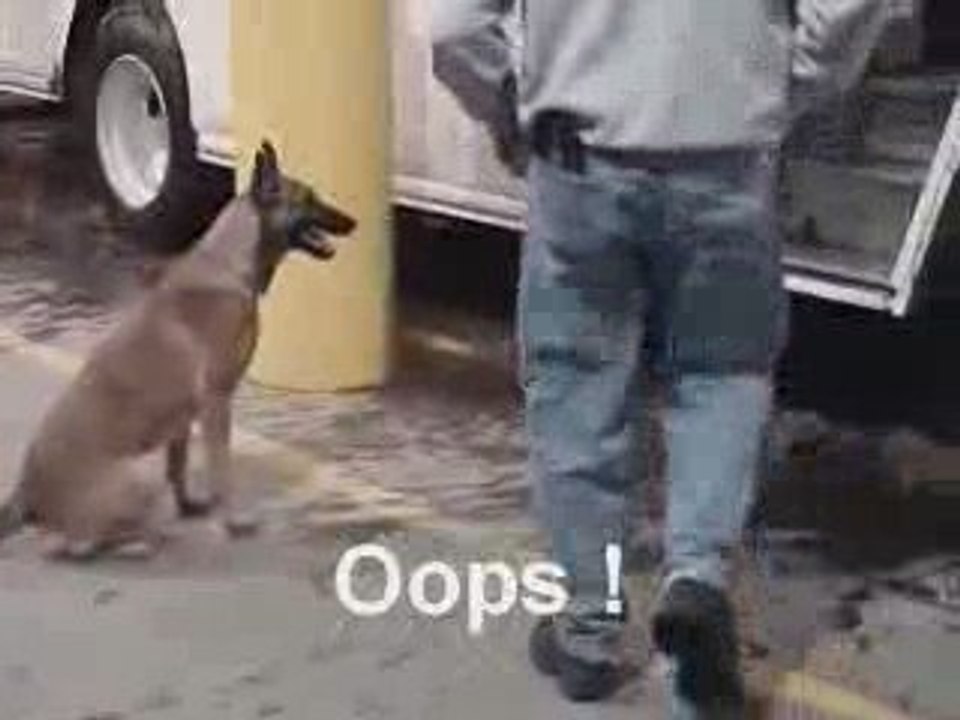 Detection Dog Training quotPassive Alertquot Part 3