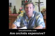 Uncut Orchids - Are Orchids Expensive?