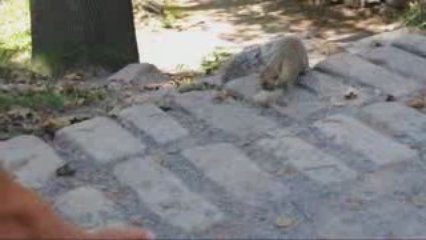 Écureuil à Montréal