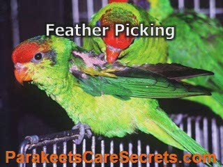Parakeet Training