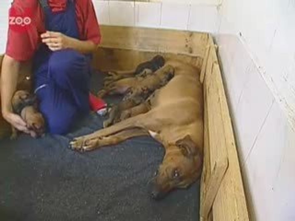 Panthère adoptée par un chien