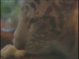 Tigres nourris par un singe