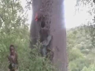 Hadzabe cueillette du miel 2eme partie